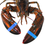 Image Label